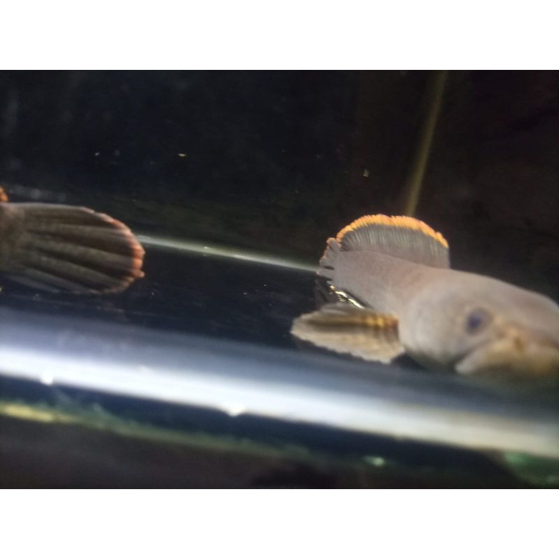 Limbata Lawu RIM TEBAL