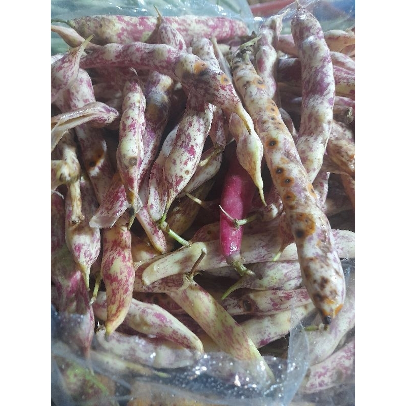

kacang merah segar 500grm