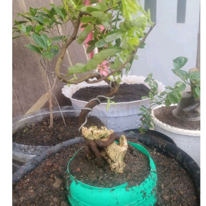 Bahan bonsai asem jawa meliuk