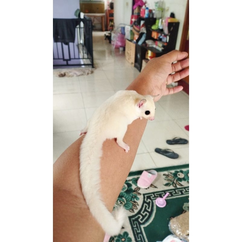 Sugar glider leucistic