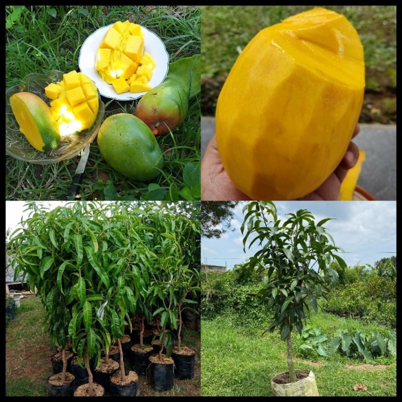 Bibit Mangga DongGincu Tinggi 1 Meter Batang Besar Cepat Berbuah