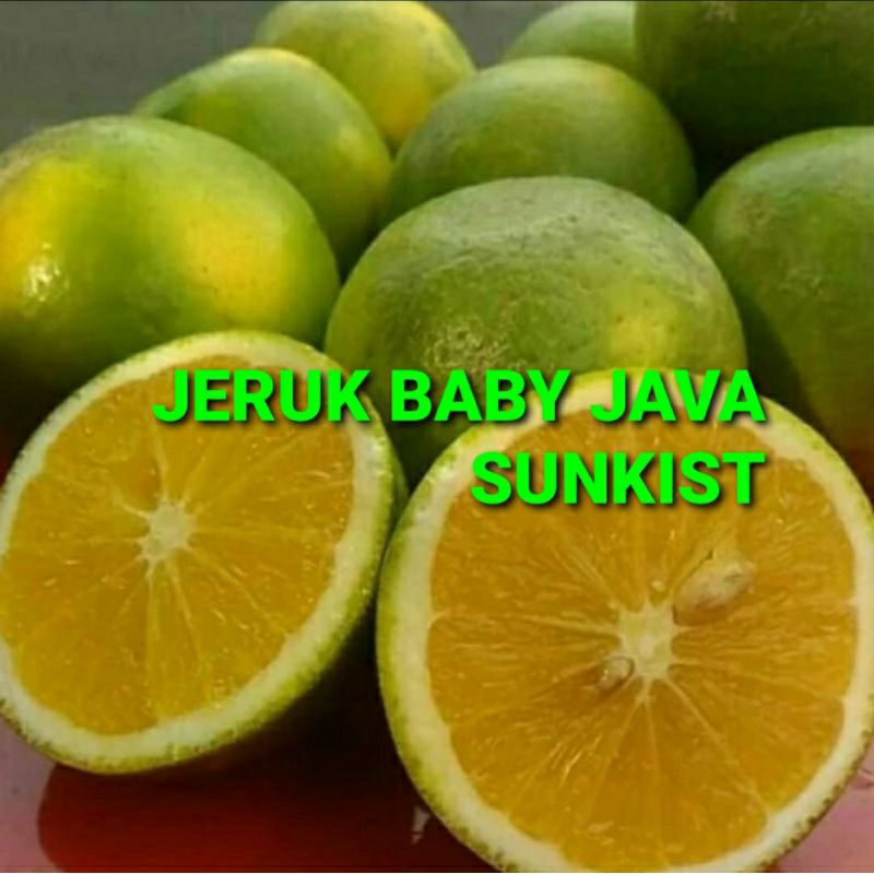 

JERUK BABY JAVA SUNKIST KHUSUS PARA SULTAN 1 KG (PREMIUM QUALITY)