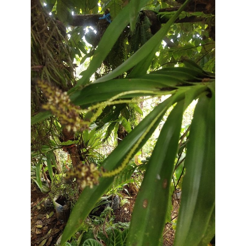 tanaman hias anggrek hutan