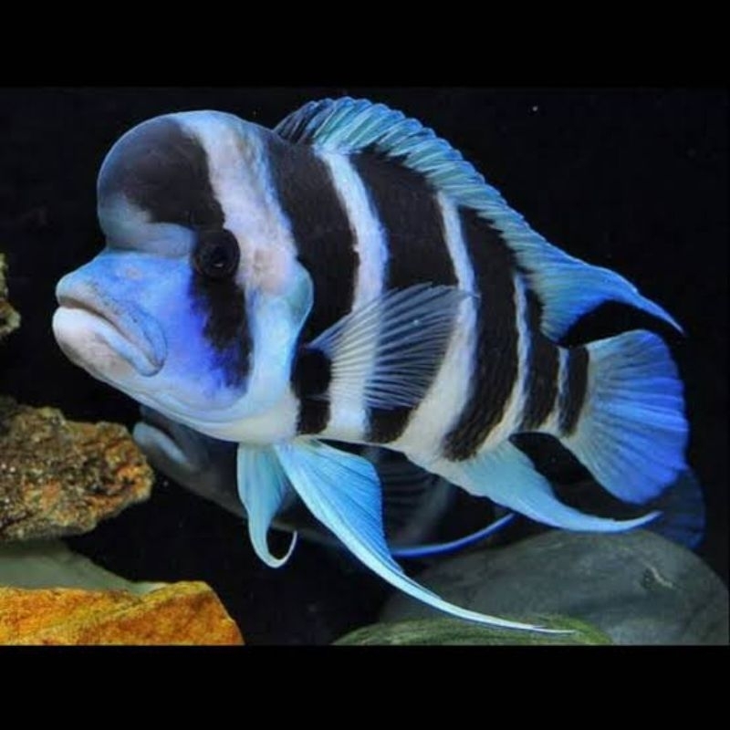 cichlid frontosa burundi 5-6cm