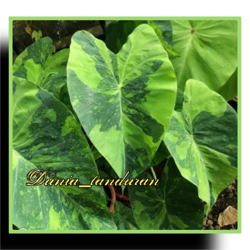 Colocasia Lime gecko