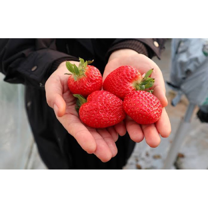 Benih Bibit Biji - Buah Strawberry Red Korea Jumbo Premium Stroberi Merah Korean Seeds - IMPORT