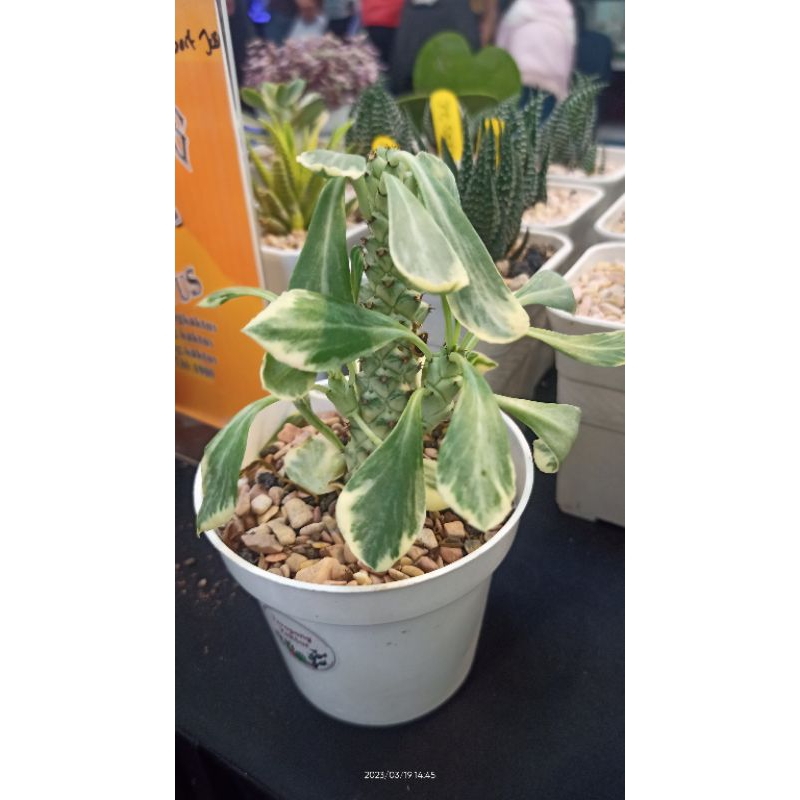 Euphorbia varigata tanaman hias unik