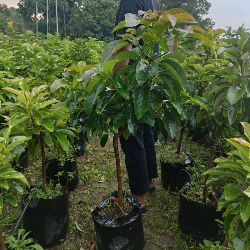 Bibit Tanaman Alpukat Markus Tinggi 1 Meter Up Batang Besar Dan Rimbun Cepat Berbuah