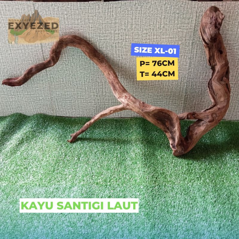 Kayu Santigi Laut Karang / Kayu Sentigi Aquarium Aquascape Size XL