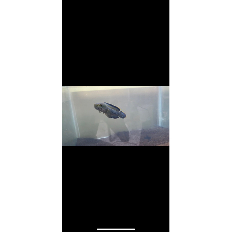 stewarti 13-14,15cm ajib