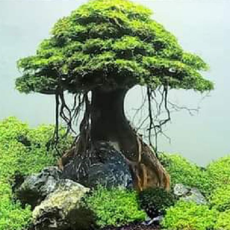 hiasan aquarium aquascape pohon bonsai umbrella include moss