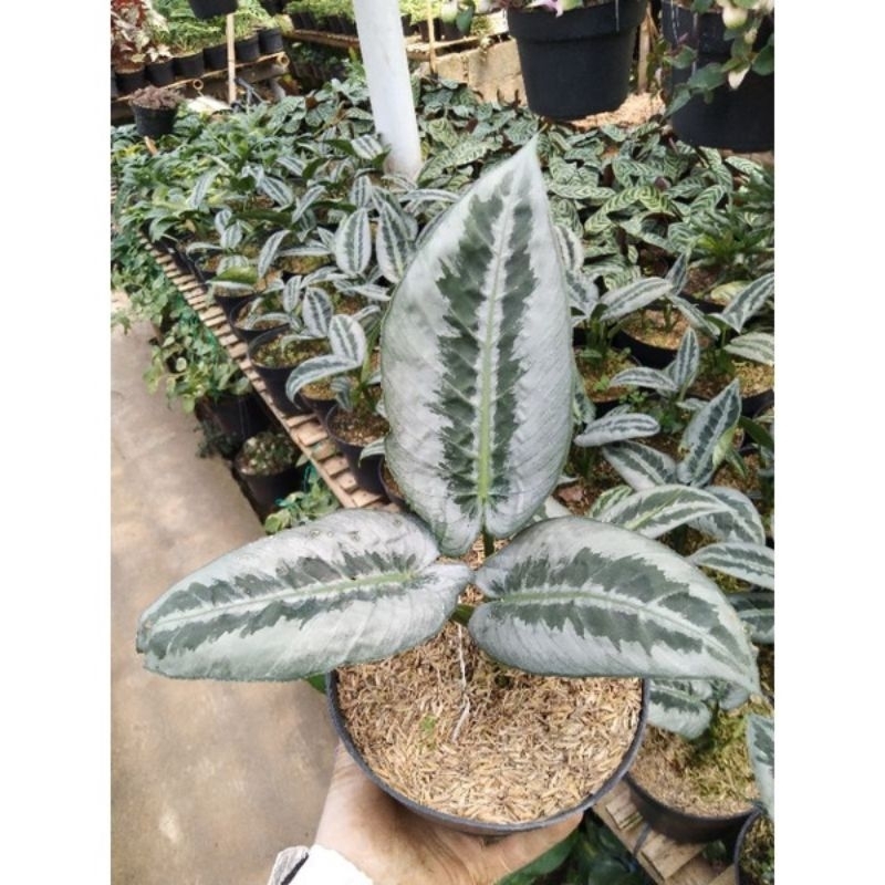 homalomena silver