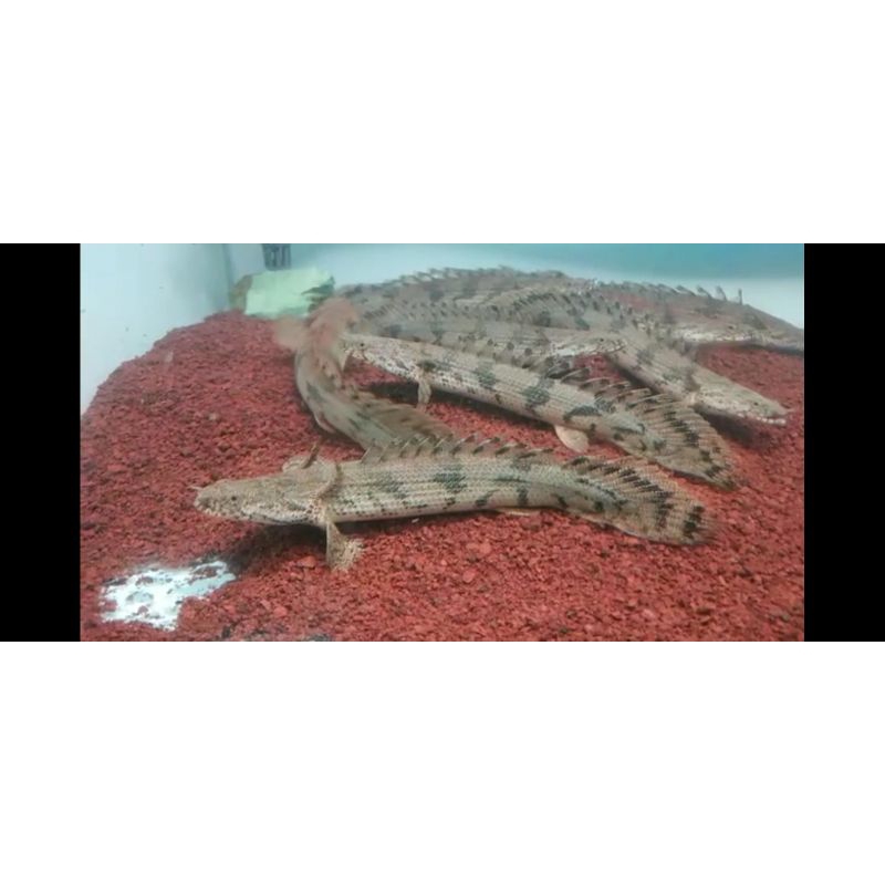 PALMAS ENDLICERRY 18-20CM