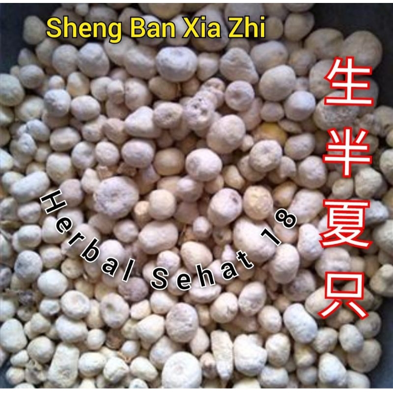 

100g Sheng Ban Xia Banxia RAW PINELLIA TUBER RHIZOME Premium