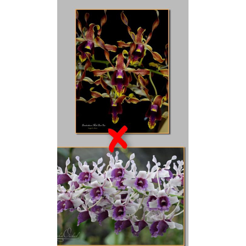 anggrek dendrobium melintir remaja