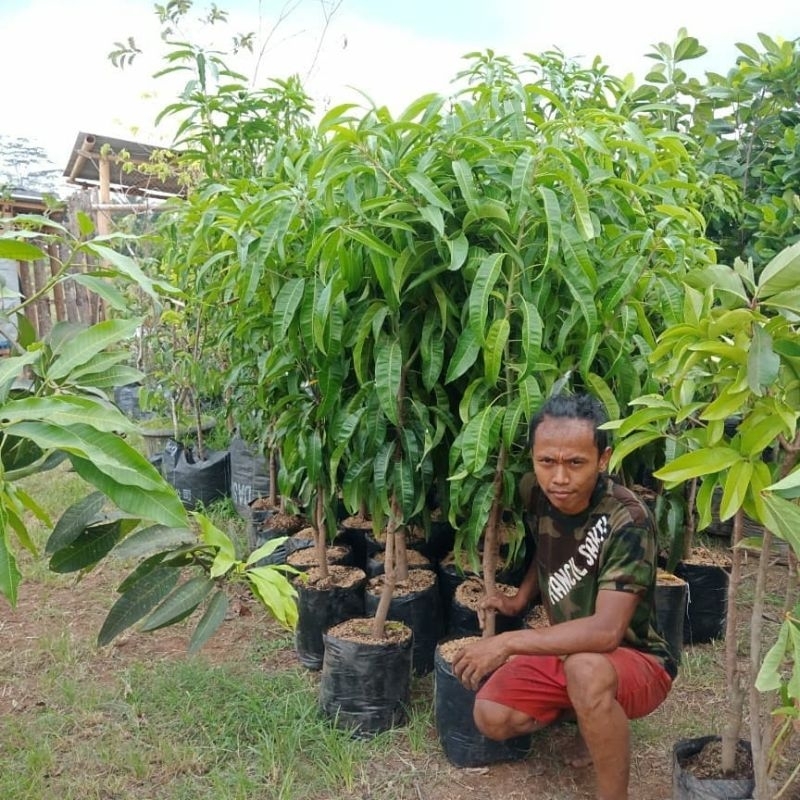 Bibit Mangga DongGincu Tinggi 1 Meter Batang Besar Cepat Berbuah