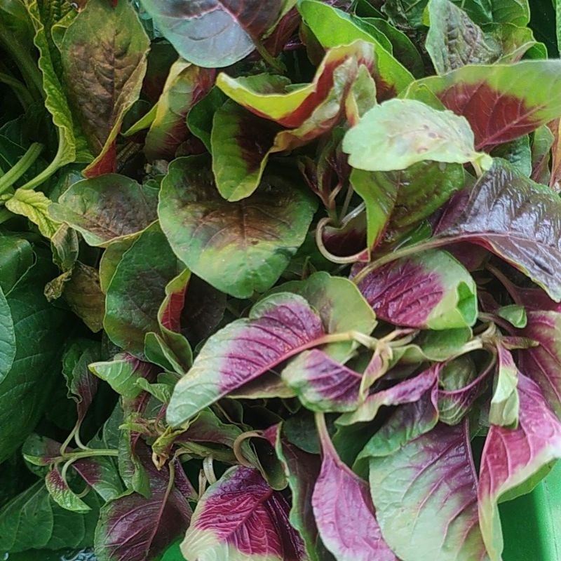 

Bayam Sayur Segar per 1 ikat Denpasar Bali