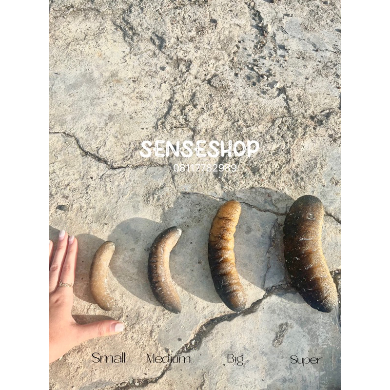 

Teripang gosok Australia Kualitas ekspor