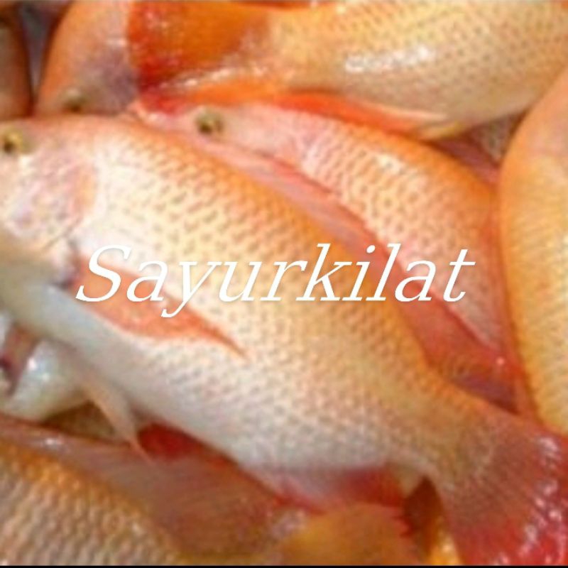 

Ikan nila segar / 500 gram