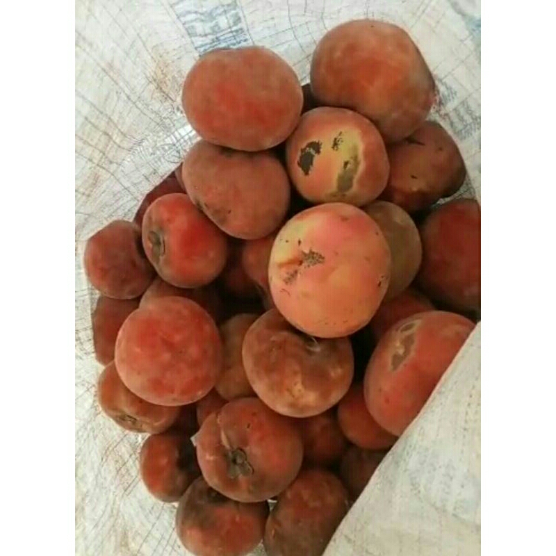 

#satu krat buah filipina bisbul/mentega suegerr(10kg)#