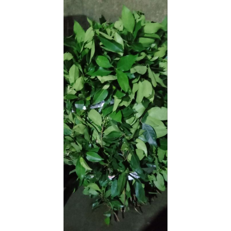 

daun salam segar 1kg