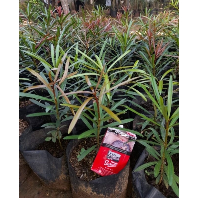 Bibit lohansung Pucuk merah bibit bonsai ORI LOHANSUNG