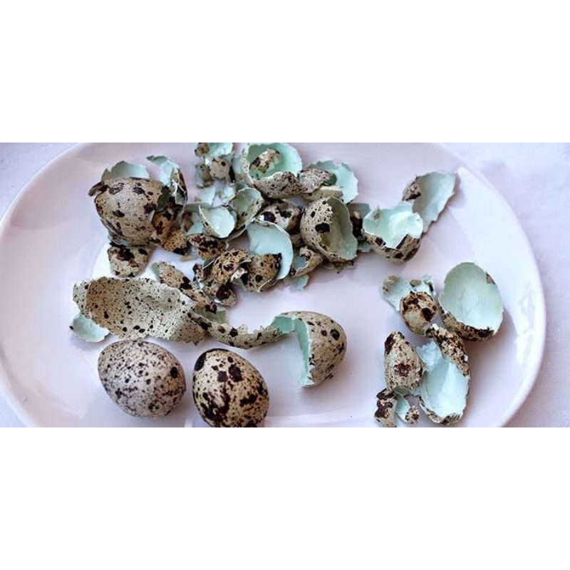 Pakan Burung Kicau Kulit Telur Puyuh, Asinan grit kalsium