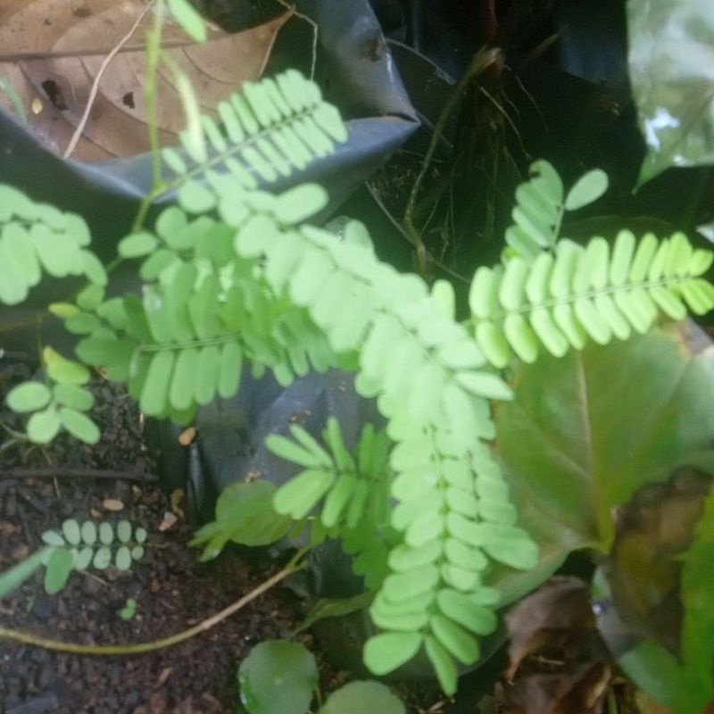 daun saga segar