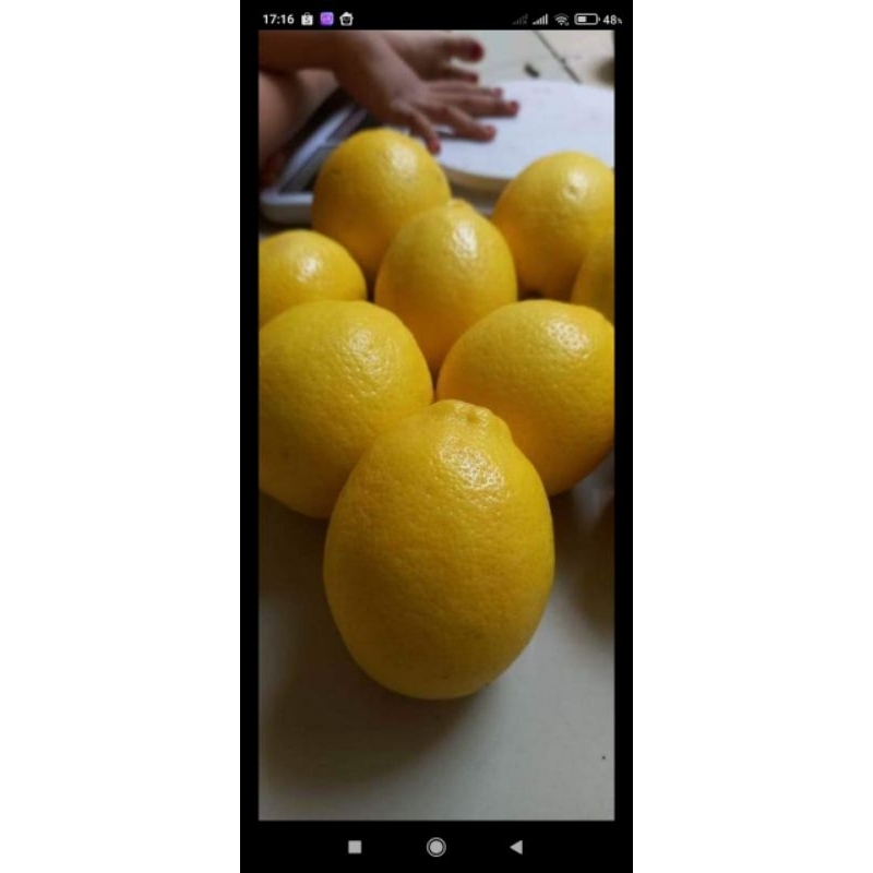

jeruk lemon hijau dan kuning