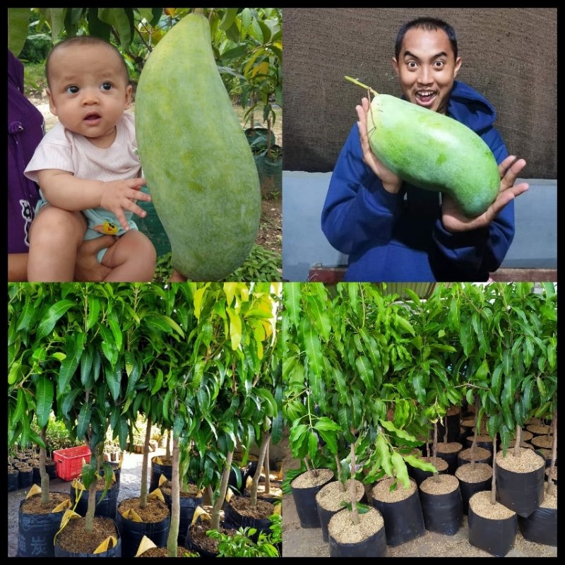 Bibit Mangga Mahatir Tinggi 1 Meter Batang Besar Cepat Berbuah