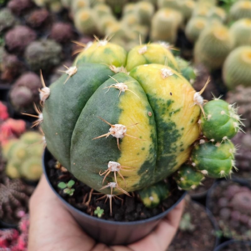 Gymnocalycium Horstii Variegated