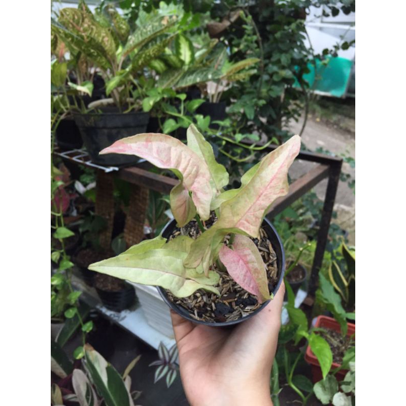 syngonium pink spot