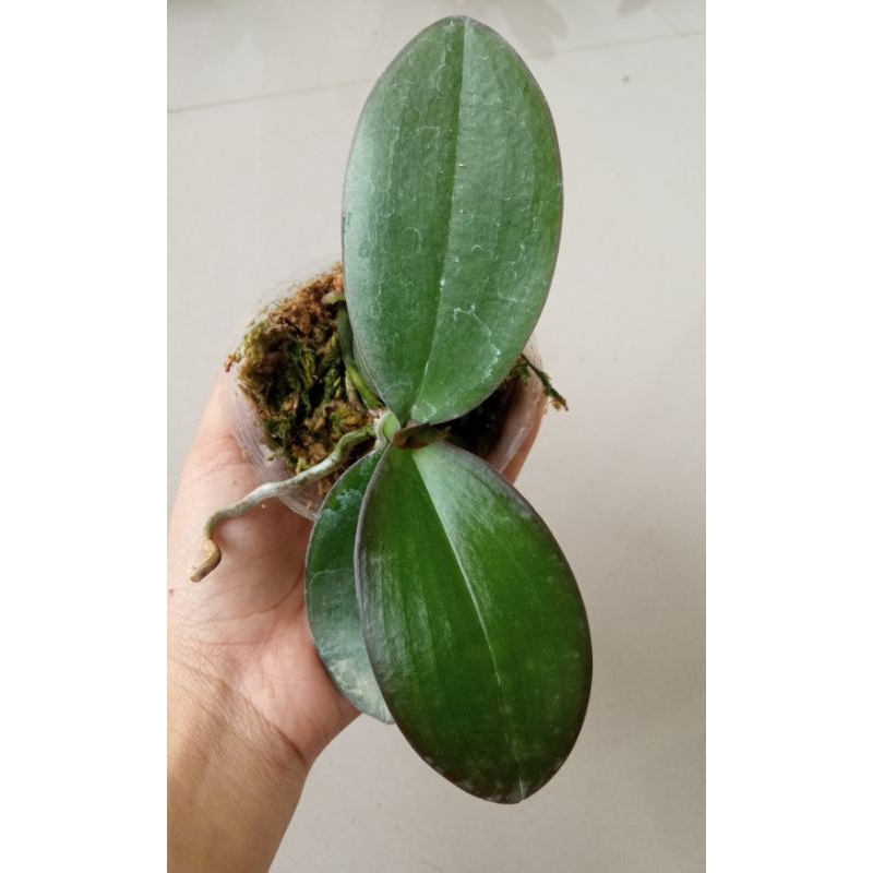 Anggrek bulan remaja