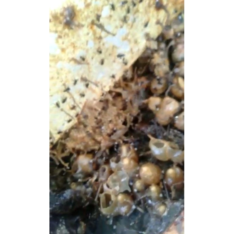 Log Toppingan Thoracica