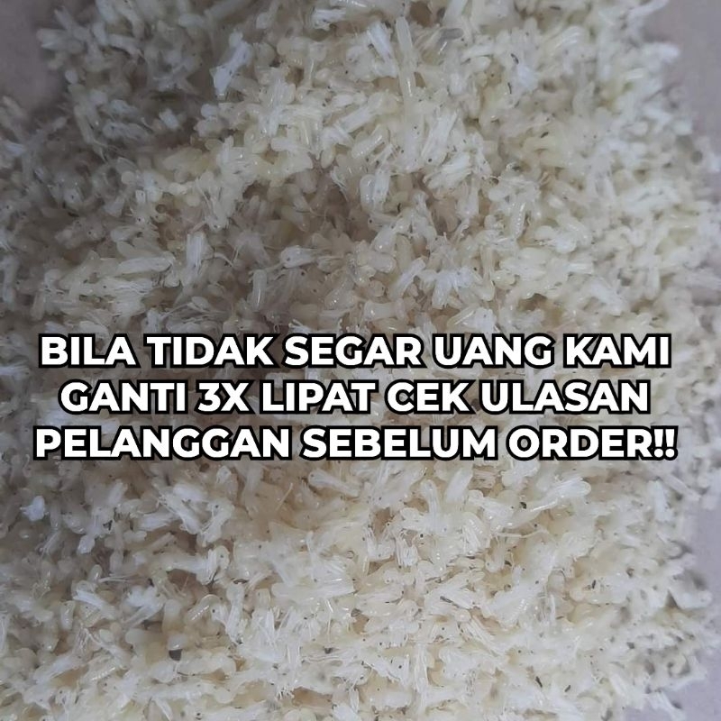 KROTO  SUPER BERSIH TANPA SEMUT 50.GRAM | KROTO BADUY SUPER SEGAR BERSIH INSTANT