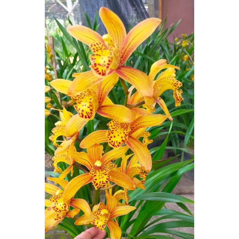 Anggrek Cymbidium Chen Rubby Spike