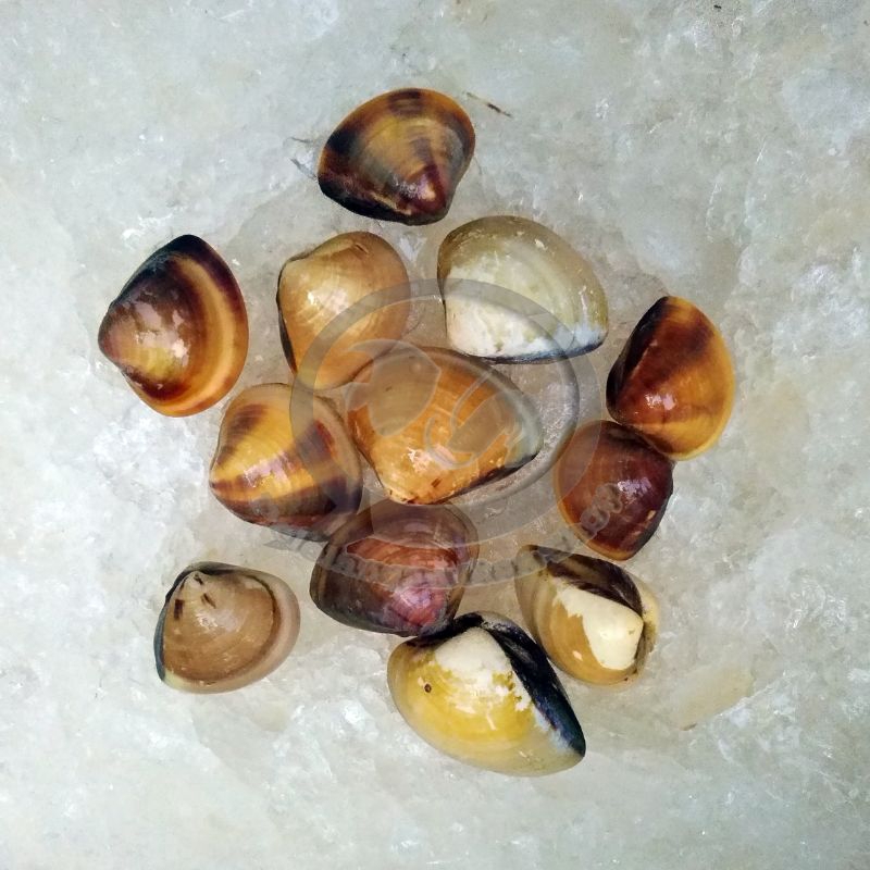 

Kerang Kepah Tahu segar 1 kg