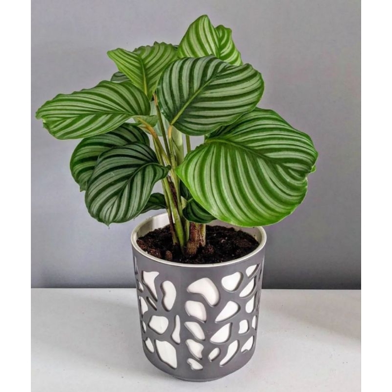 Calathea Orbifolia