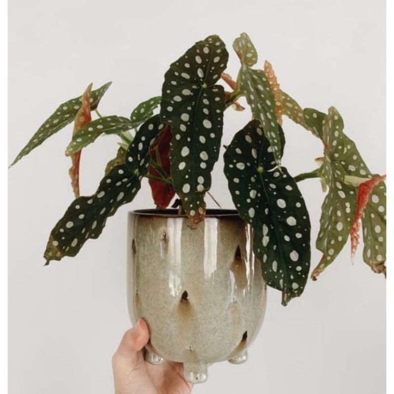 Tanaman hias begonia polkadot