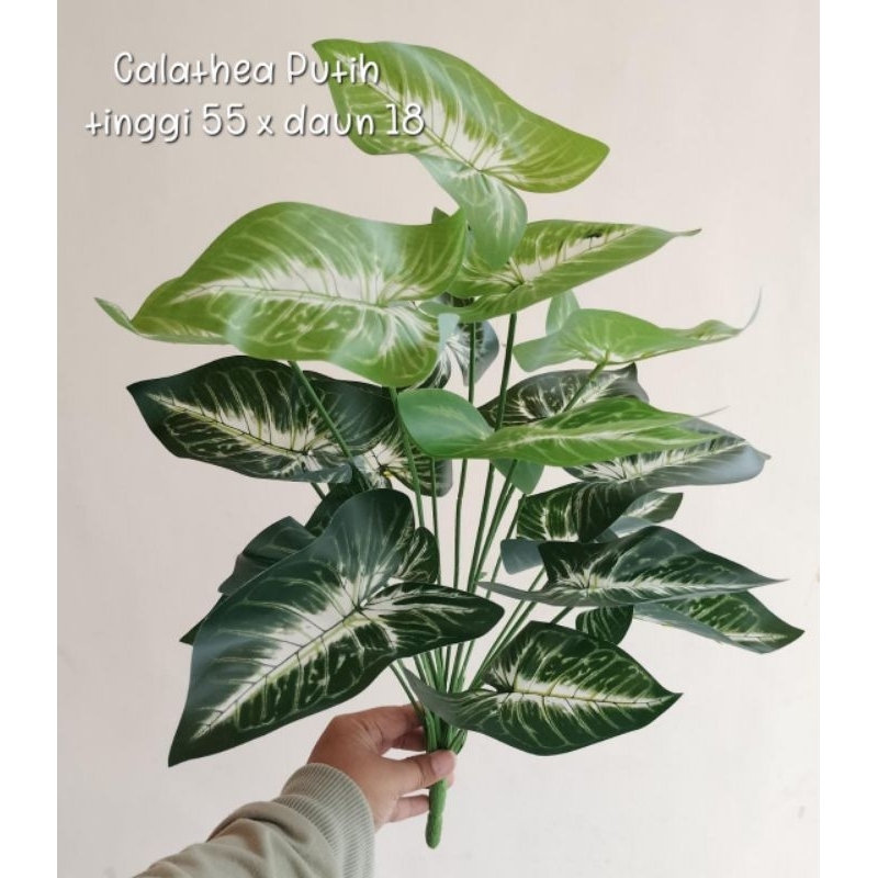 Pohon Monstera Series / Daun Keladi x18 ( Tanpa Pot )