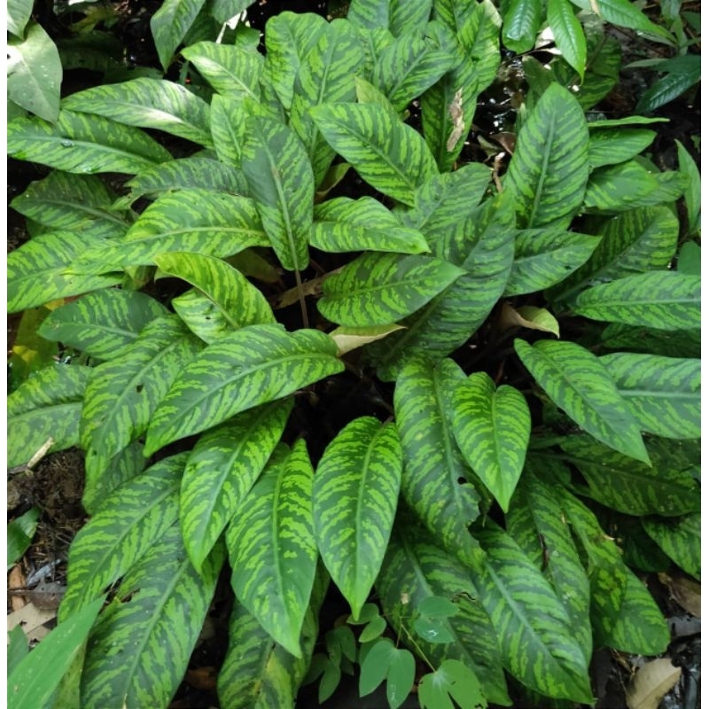 Schismatoglottis army / tanaman murah / tanaman hias sisma