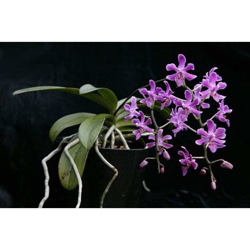 Anggrek Bulan mini/Anggrek Doritis Jumbo