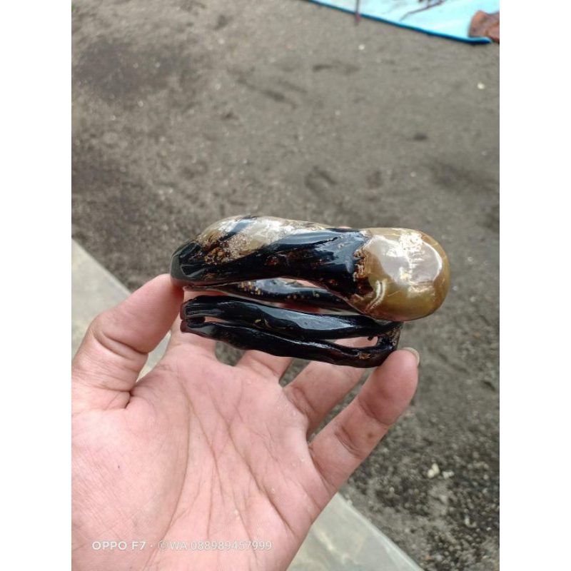 gelang akar bahar hitam bonggol bercabang mulus original berkualitas