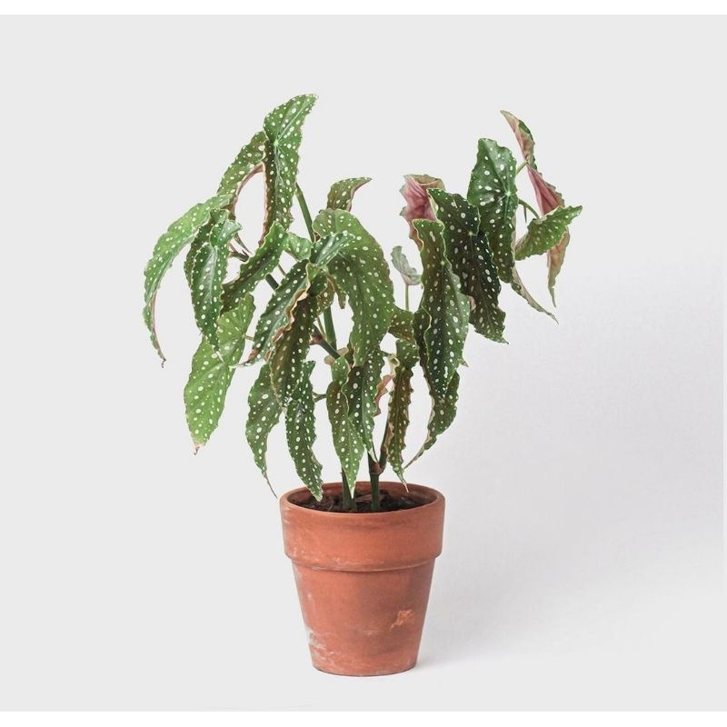 Tanaman hias Begonia Polkadot Besar Rimbun GRATISS POT || ORIGINAL