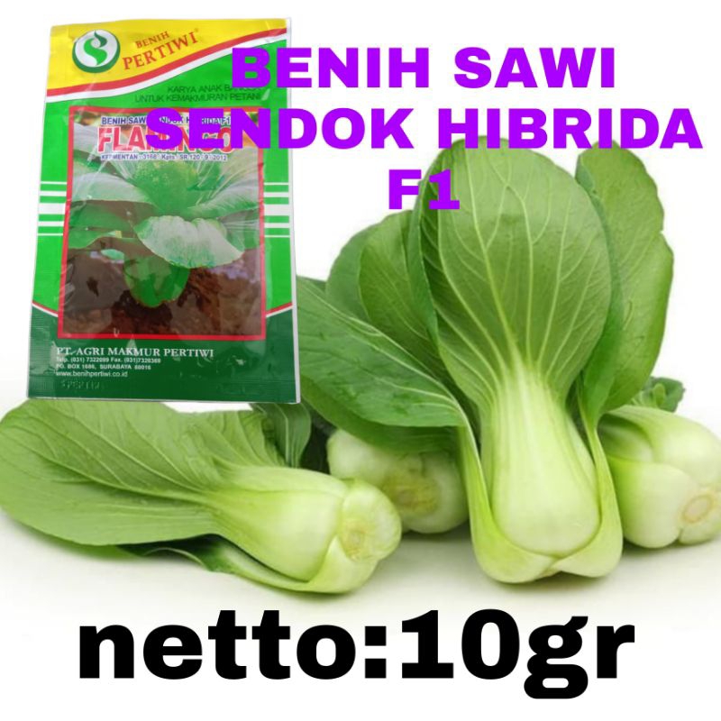 FLAMINGGO/bibit sawi sendok/benih sawi sendok