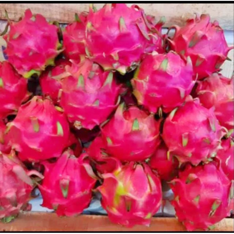 

BUAH NAGA FRESH ISI 1KG