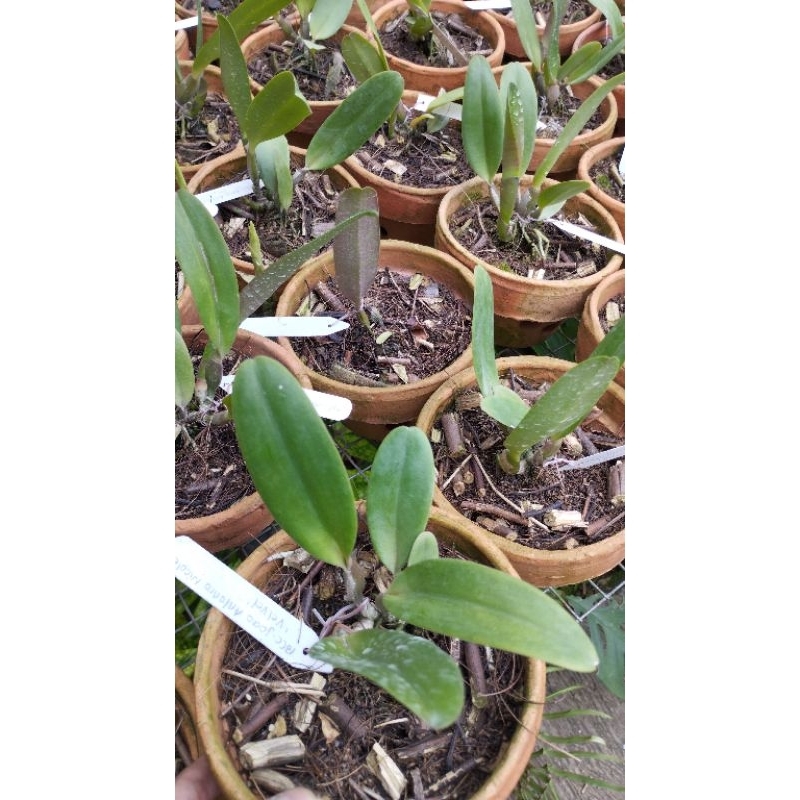 tanaman hias bunga anggrek catalea remaja