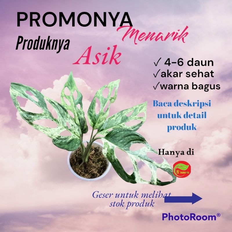 Tanaman Hias Janda Bolong Varigata