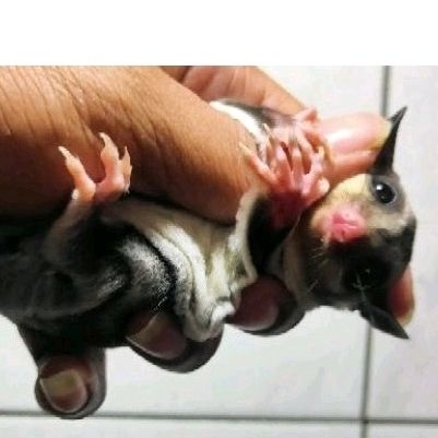 Sugar Glider Classic Grey