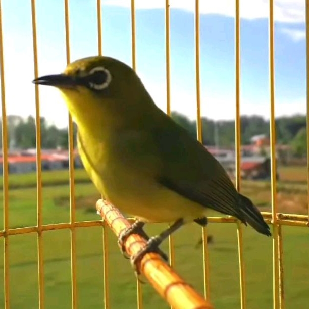 Pleci Dakun Pacitan Jantan Pleci Dada Kuning Bunyi Ngecall Wiksar